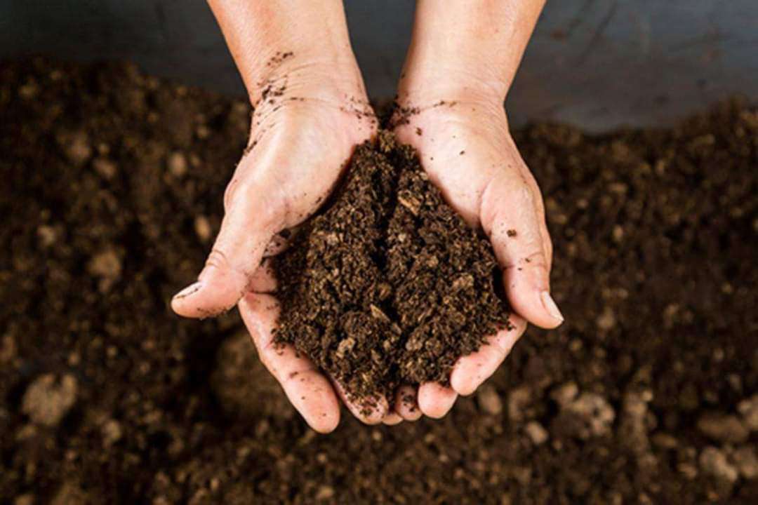 Organic Compost